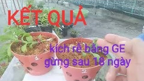 Tuyệt chiêu kích rễ bằng GE gừng. Kết quả sau 18 ngày khi kie đã bị cắt chụi rễ