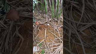 DIY Brown Sugar: Learn How to Cut & Process Sugarcane