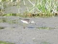 Fluierar De Mlastina Wood Sandpiper Call Cantec Fluierar De Mlastina Wood Sandpiper Call Cantec
