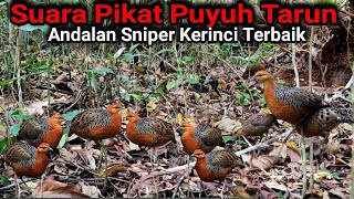 suara pikat puyuh tarun