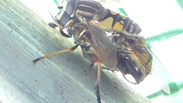 Mating pair - Three of them - Hoverfly - Helophilus pendulus - Randasveifur - Mökun - Flugukynlíf