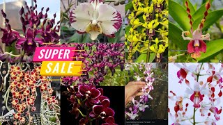 🔴Big Sale Jum'at Berkah🤠Panen Koleksi Baru Dengan Harga Terjangkau🥰✅️