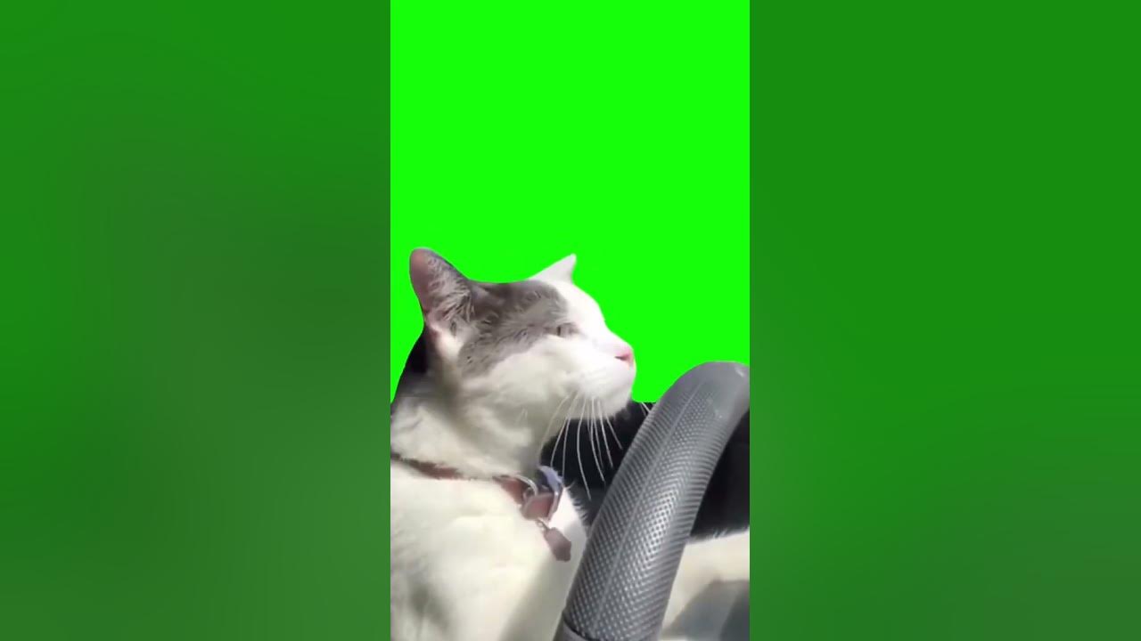 Футажи котов с мема cat dance green screen (no song) YouTube Dancing cat, Greenscreen, Cat backgro