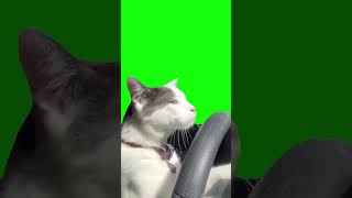 Кот за рулём  #мемы #tiktok #мемы_тикток #мем #greenscreen #зеленыйфон #кот #котзарулем #shorts