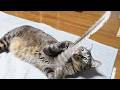 鳥の羽根に大興奮な猫☆強烈猫パンチを繰り出すガーちゃん【リキちゃんねる　猫動画】 キジトラ 猫のいる暮らし