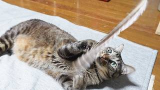 鳥の羽根に大興奮な猫☆強烈猫パンチを繰り出すガーちゃん【リキちゃんねる 猫動画】 キジトラ 猫のいる暮らし