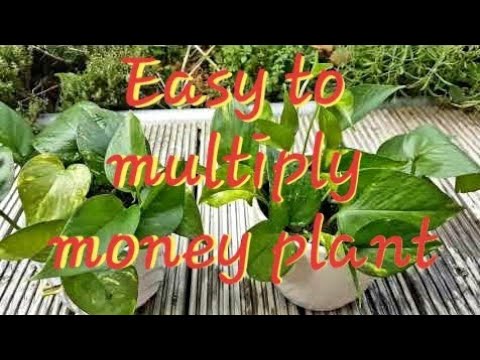 money plant! easy to multiply?