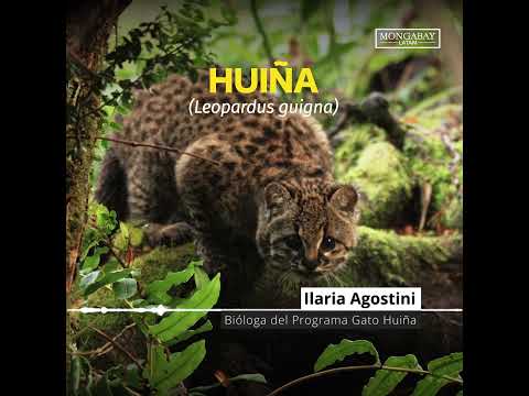 Huiña (Leopardus guigna)