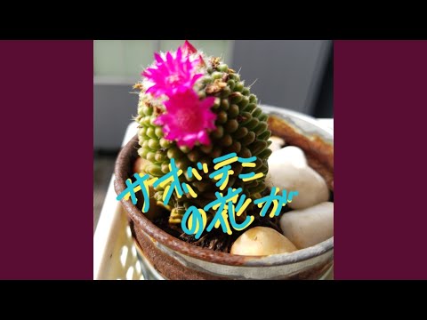 saboten - YouTube