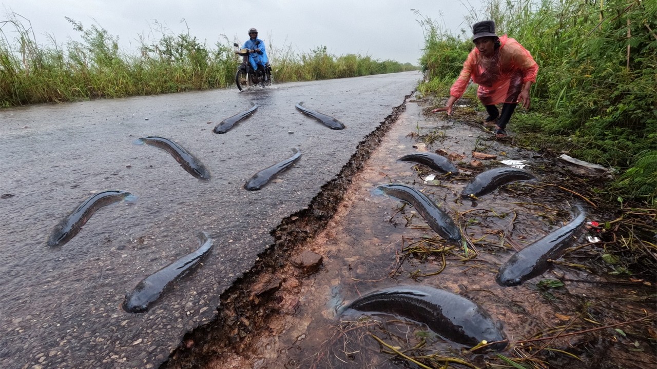 Unbelievable! Fish Swimming on the Street After Storm | Crazy Roadside Catch