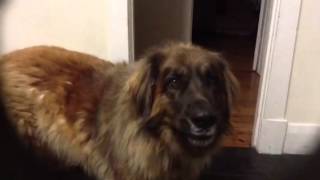 Sharlo my Leonberger talking to me