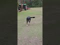 Max plays ball by his own rules. #dog #cute