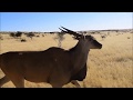 Eland capture - Wildlife Vets Namibia & Kalahari Game Breeders