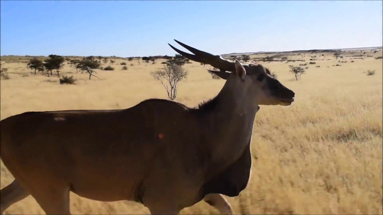Eland capture - Wildlife Vets Namibia & Kalahari Game Breeders