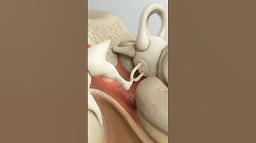 How hearing #hearing #popularscience #3danimation