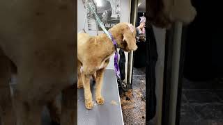 Returning customer  won the raffle a free full grooming service she was matted