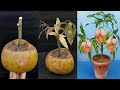 How To Grow Mango Tree From Cutting In A Coconut Fruit