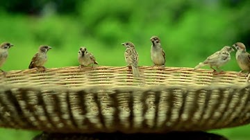 Happy Birds, Happy Sounds: Domestic Birds Chirping Together