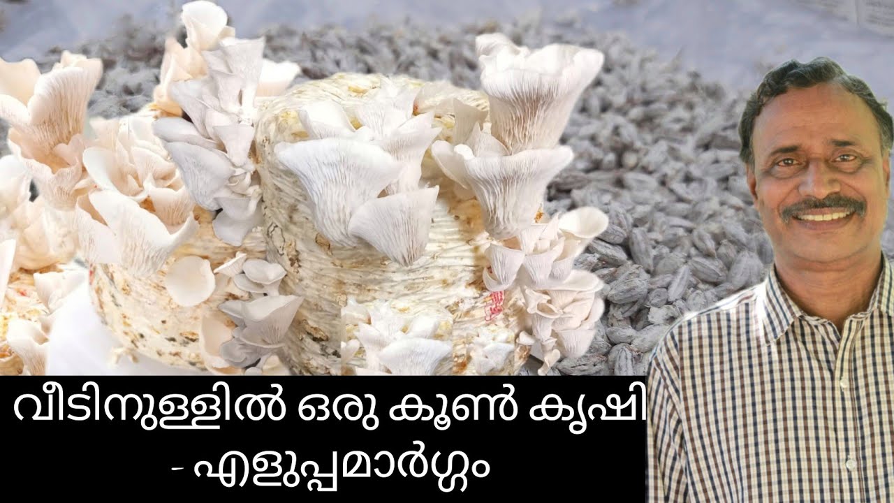 വീടിനുള്ളിൽ ഒരു കൂൺ കൃഷി koon krishi malayalam mushroom cultivation malayalamoyster mushrooms