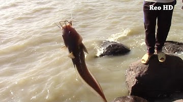 Câu cá ngát mé biển