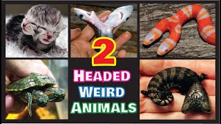 10 Weird TWO HEADED ANIMALS Around The World CAUGHT ON TAPE