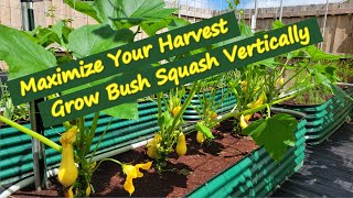 Growing Bush Squash Vertically to Maximize Production, Save Space, & More Profile