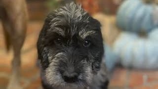 Leigh s Lost and Found how a neighborhood came together to find a missing puppy