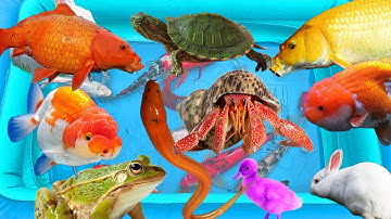 Thỏ vlogs lái công nông bắt cá trong chum có cá chép, rùa màu sắc, cá vàng, cá ba đuôi