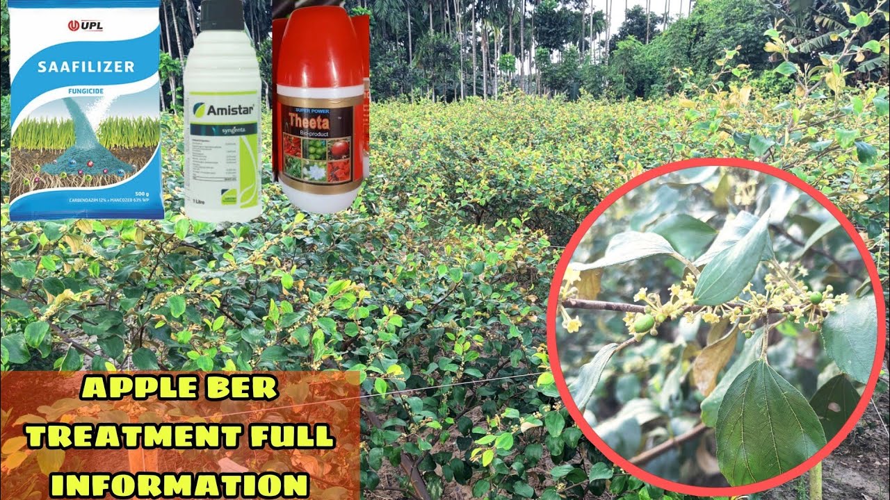 Apple Ber Plant Treatment Full Information/ Apple Ber Ki Kheti/ Apple