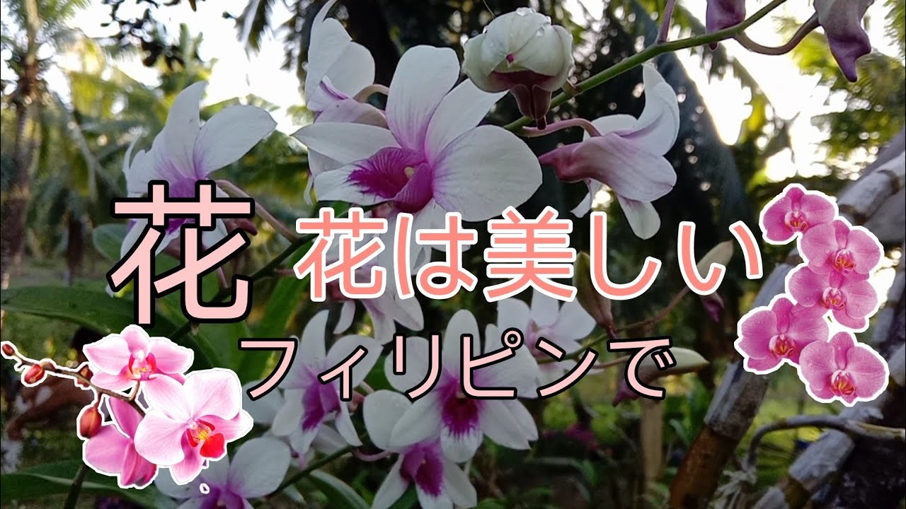 Orchid Re Upload 花 花は美しい Hana Wa Utsukushi フィリピンで Edjay Official Youtube