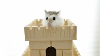 Hamster in a Flying Castle!