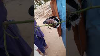 Ya Uk Banda Uonpr Chr Kar Uk Lali Ko Bbcha Raha Ha Vlog Munaf Qaisarni