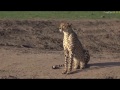 Dec 19, 2016 Stunning Sighting of a Male Cheetah with Brent Leo Smith this morning