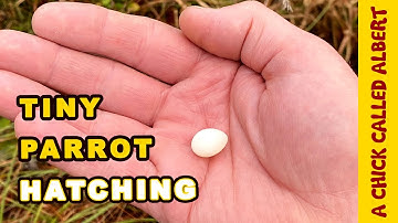 The Smallest Parrot you have ever seen - Tiny egg rescue