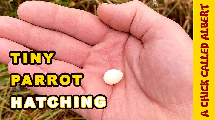 The Smallest Parrot you have ever seen - Tiny egg rescue - DayDayNews