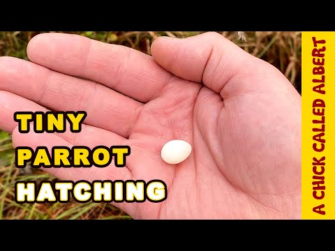 ⁣The Smallest Parrot you have ever seen - Tiny egg rescue