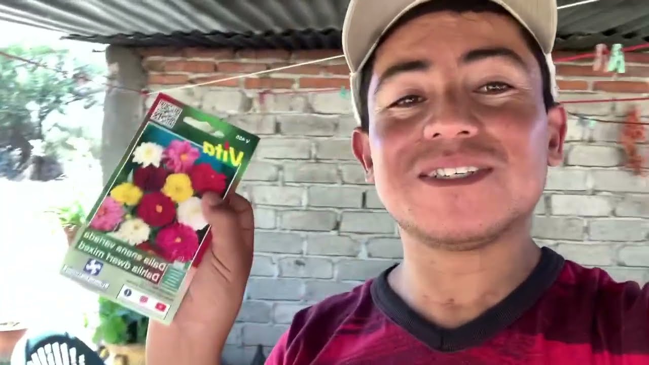 Germinando Dalias en Semilleros