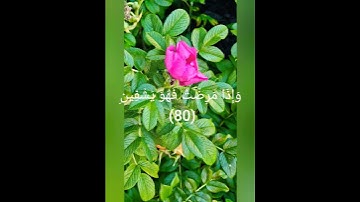 سمير عزت سورة الشعراء ❤️ اللذي خلقني فهو يهدين #قران_كريم #راحة  #اكسبلور #لايك #اجر_لي_ولك