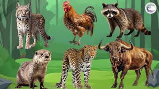 Love The Life Of Cute Animals Around Us: Lynx, Chicken, Raccoon, Gaur, Leopard, Otter