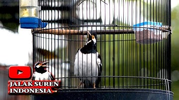 PANCINGAN UNTUK MENGGACORKAN JALAK SUREN agar selalu bunyi SETIAP HARI #jalaksuren