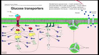 Glucose transporters