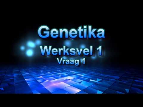 Genetika (Monohibriede Kruisings met Dominansie) Werksvel 1 Vraag 1