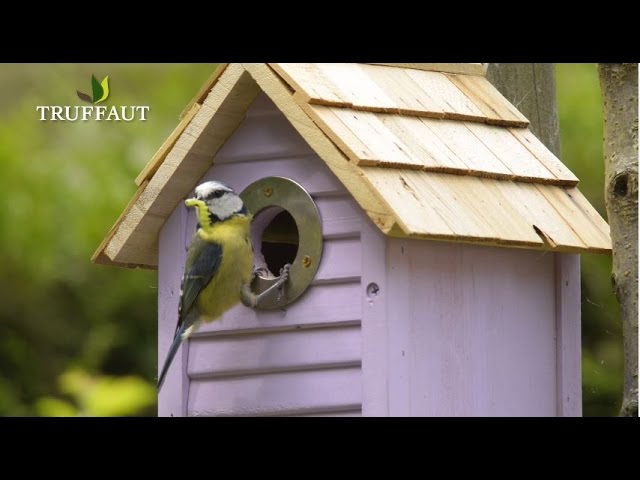 Nourrir les oiseaux du jardin à chaque saison - Aveve