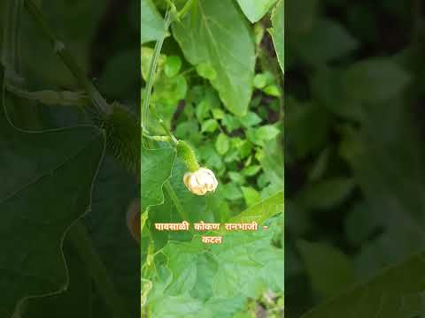 #kokan पावसाळी कोकण रानभाजी - कटल #ranbhaji #shortvideo #shortsvideo#kantolakisabji #kantola