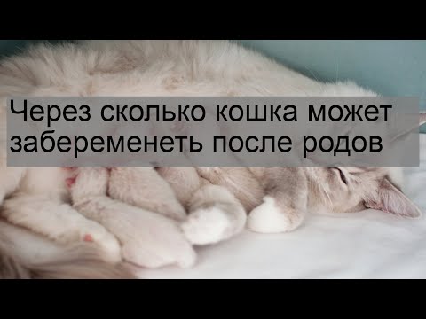 Через сколько кошка может забеременеть после родов