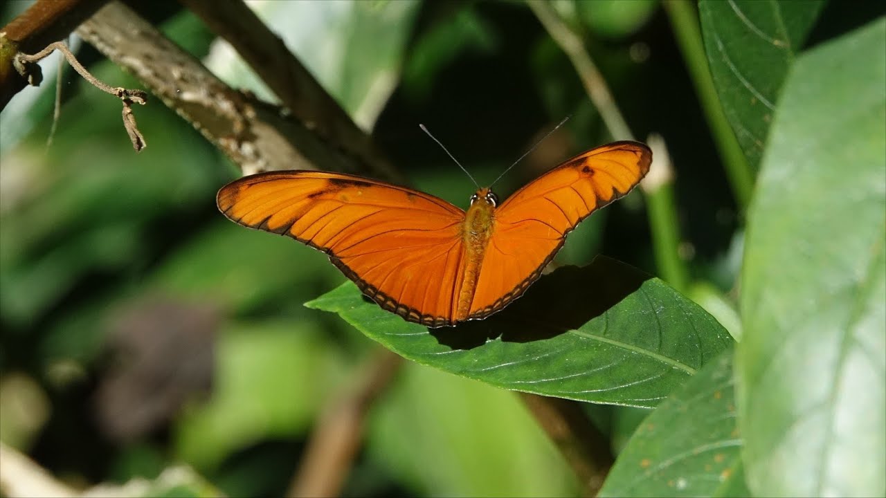 HACIENDA LA ISLA LODGE  - COSTA RICA - A NATURE WONDERLAND
