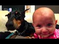 Family Dog Grabs Baby By Its Diaper, Then Mom Sees the Surprising Reason why..