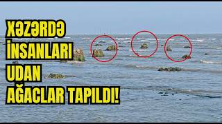 Lənkəranda Xəzər Dənizin Quruması Nəticəsində İtmiş Meşə Tapıldı