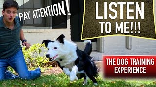 How to Train Your Dog When They ONLY Listen SOMETIMES