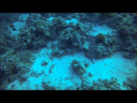 Video: Den Beste Dykkingen I Egyptens Rødehavet